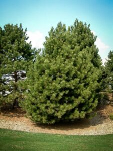 Сосна Чёрная (Pinus Nigra) купить по цене от 270.00р. в интернет-магазине «Посадика» с доставкой почтой в в Очере и по всей России – [изображение №1].