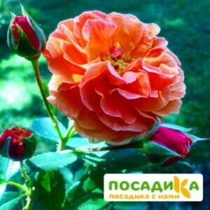 Роза Арабия купить по цене от 350.00р. в интернет-магазине «Посадика» с доставкой почтой в в Очере и по всей России – [изображение №1].