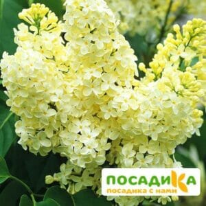 Сирень Примроуз (Primrose) купить по цене от 529.00р. в интернет-магазине «Посадика» с доставкой почтой в в Очере и по всей России – [изображение №1].