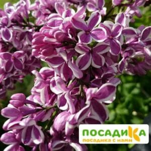 Сирень Сенсация купить по цене от 529.00р. в интернет-магазине «Посадика» с доставкой почтой в в Очере и по всей России – [изображение №1].