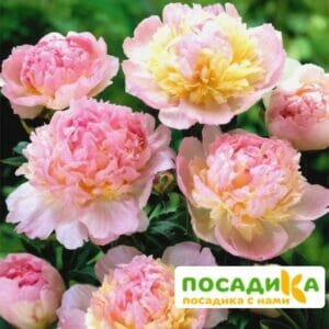 Пион Распберри Сандей (Paeonia Raspberry Sundae) купить по цене от 959р. в интернет-магазине «Посадика» с доставкой почтой в в Очере и по всей России – [изображение №1].