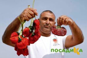 Клубника Гигант Джорнея купить по цене от 266р. в интернет-магазине «Посадика» с доставкой почтой в в Очере и по всей России – [изображение №1].