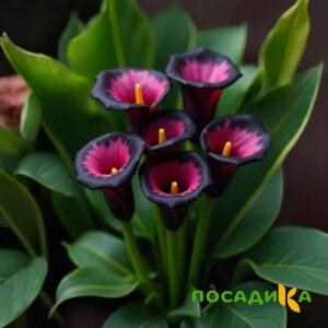 Калла Аура Лейс купить по цене от 400р. в интернет-магазине «Посадика» с доставкой почтой в в Очере и по всей России – [изображение №1].