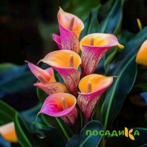 Калла Оникс купить по цене от 450р. в интернет-магазине «Посадика» с доставкой почтой в в Очере и по всей России – [изображение №1].