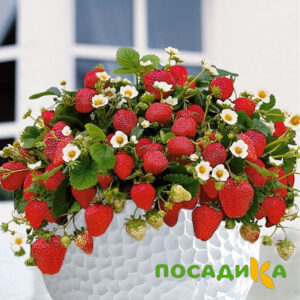 Клубника Рубиновый Шепот (горшечная) купить по цене от 240р. в интернет-магазине «Посадика» с доставкой почтой в в Очере и по всей России – [изображение №1].