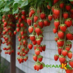 Клубника вьющаяся Комплимент купить по цене от 470р. в интернет-магазине «Посадика» с доставкой почтой в в Очере и по всей России – [изображение №1].