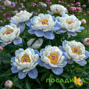 Пион акварельный Этюд купить по цене от 806р. в интернет-магазине «Посадика» с доставкой почтой в в Очере и по всей России – [изображение №1].