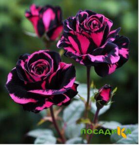 Роза Багровый Шепот купить по цене от 366р. в интернет-магазине «Посадика» с доставкой почтой в в Очере и по всей России – [изображение №1].