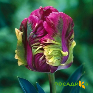Тюльпан Экзотик Хэвен купить по цене от 186р. в интернет-магазине «Посадика» с доставкой почтой в в Очере и по всей России – [изображение №1].