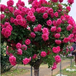 Роза Версаля купить по цене от 232р. в интернет-магазине «Посадика» с доставкой почтой в в Очере и по всей России – [изображение №1].